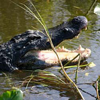Alligator found in Maryland pond near Chesapeake Bay - The Washington Post